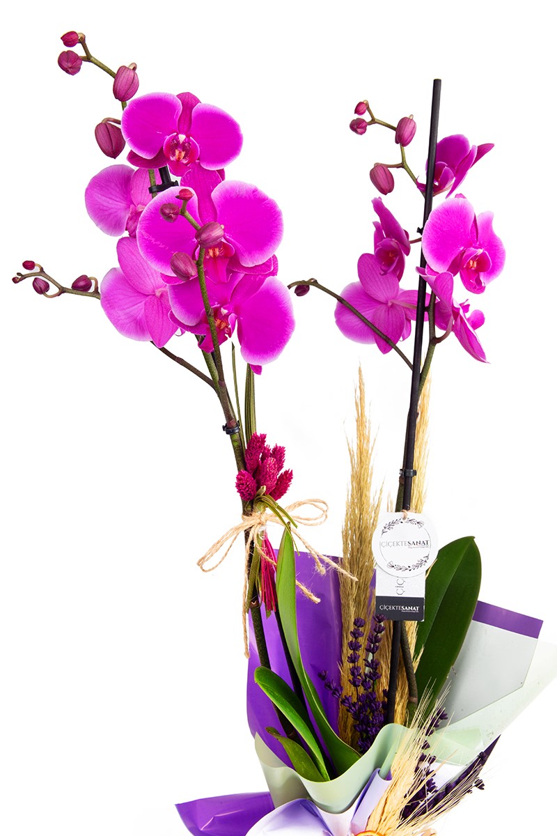 Pink Orchid - 3
