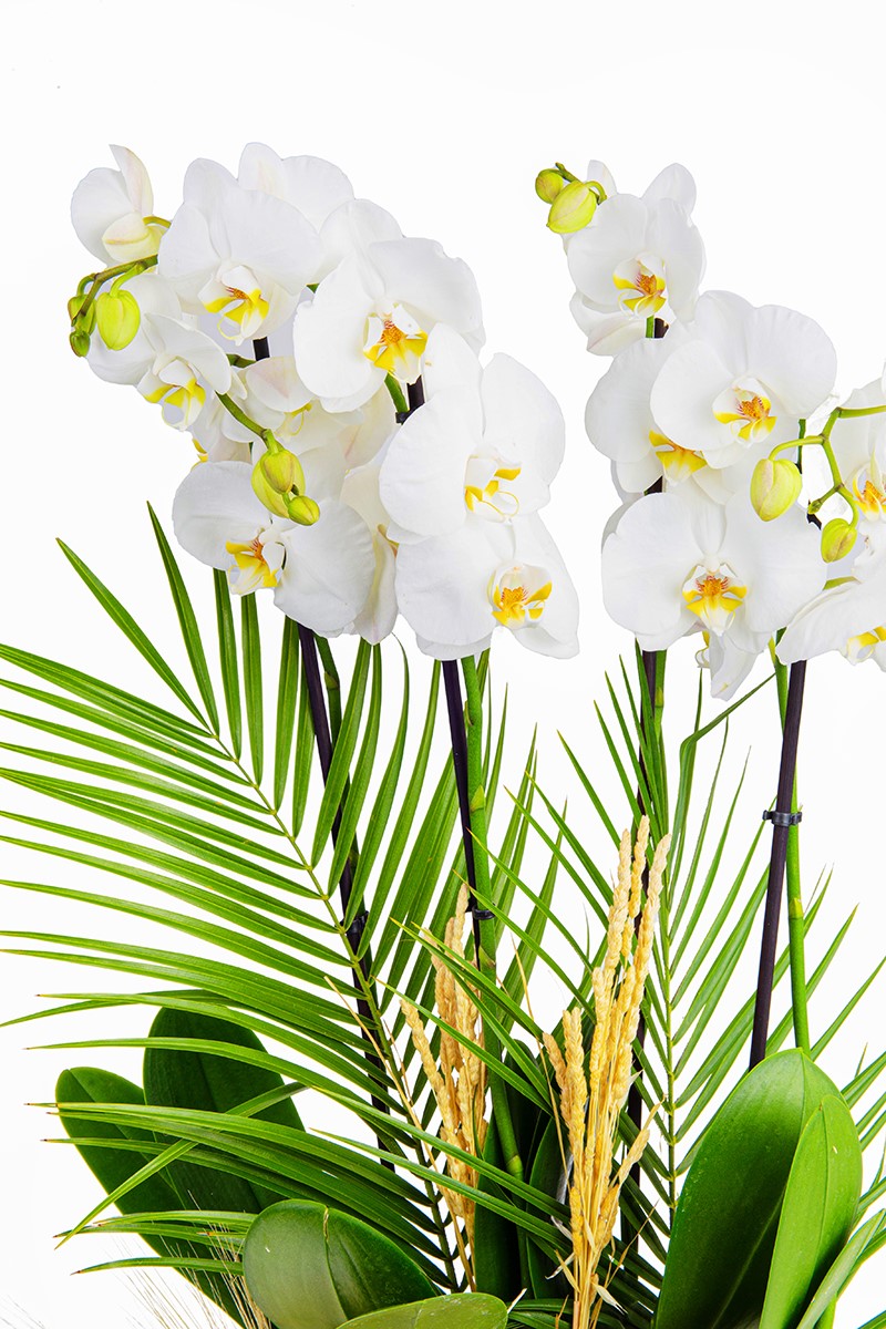 Four Bloom Orkide Çiçeği - 2