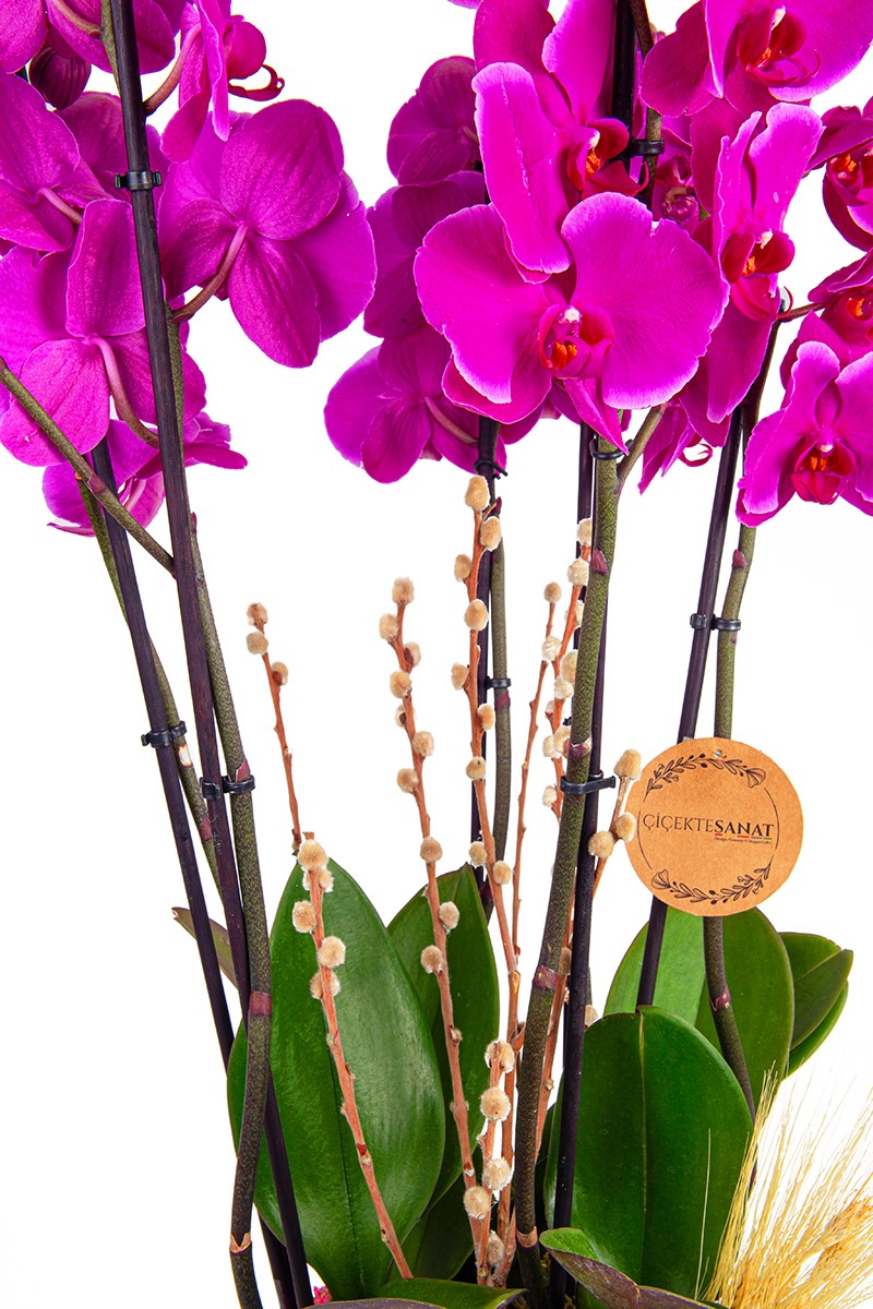 Six Purple Orchids - 2