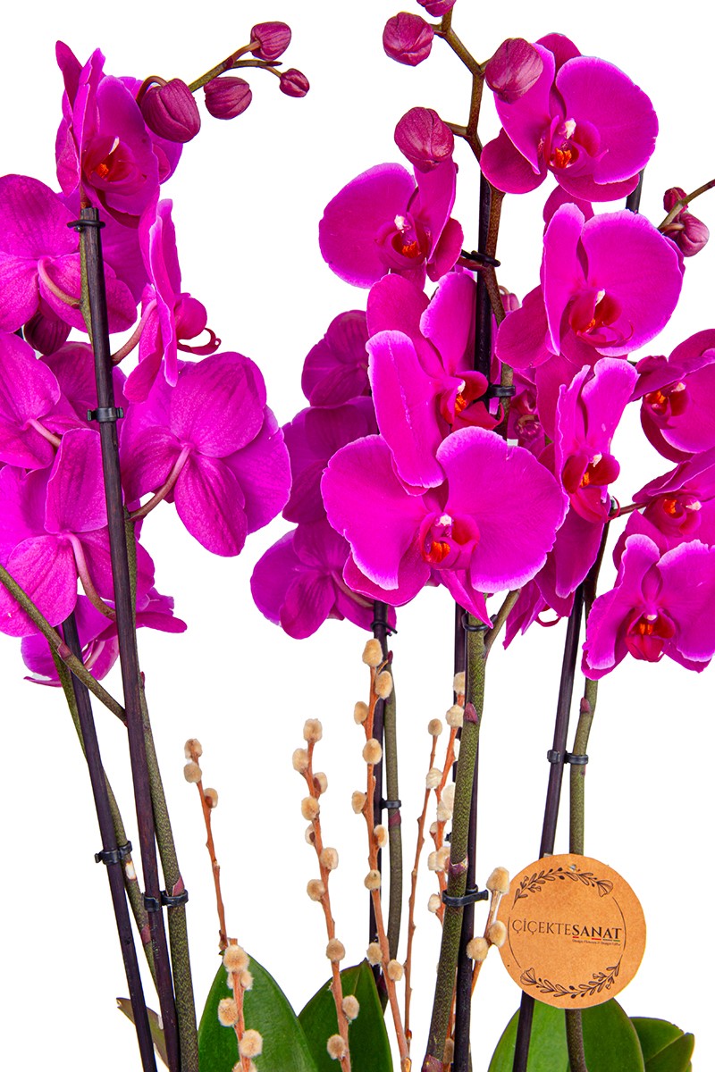 Six Purple Orchids - 4
