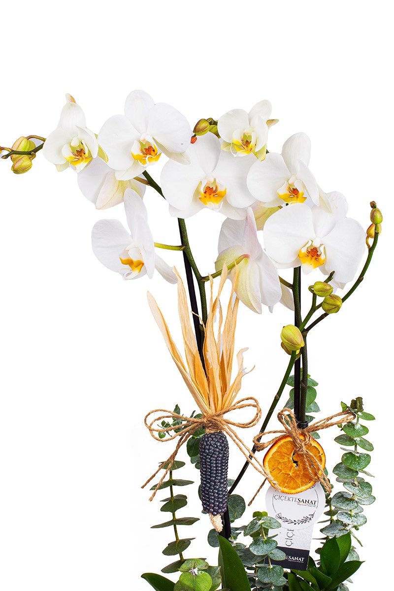 Natural Billet Orchid - 3