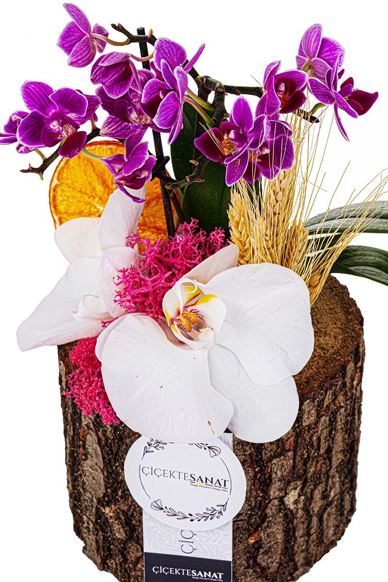 Special Orchid Flower - 2