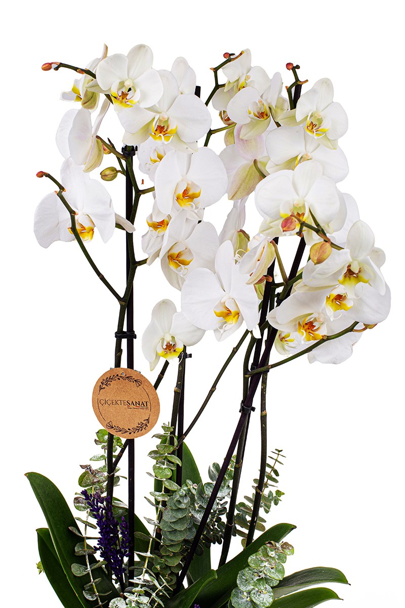 Four Bloom Orkide Çiçeği - 2