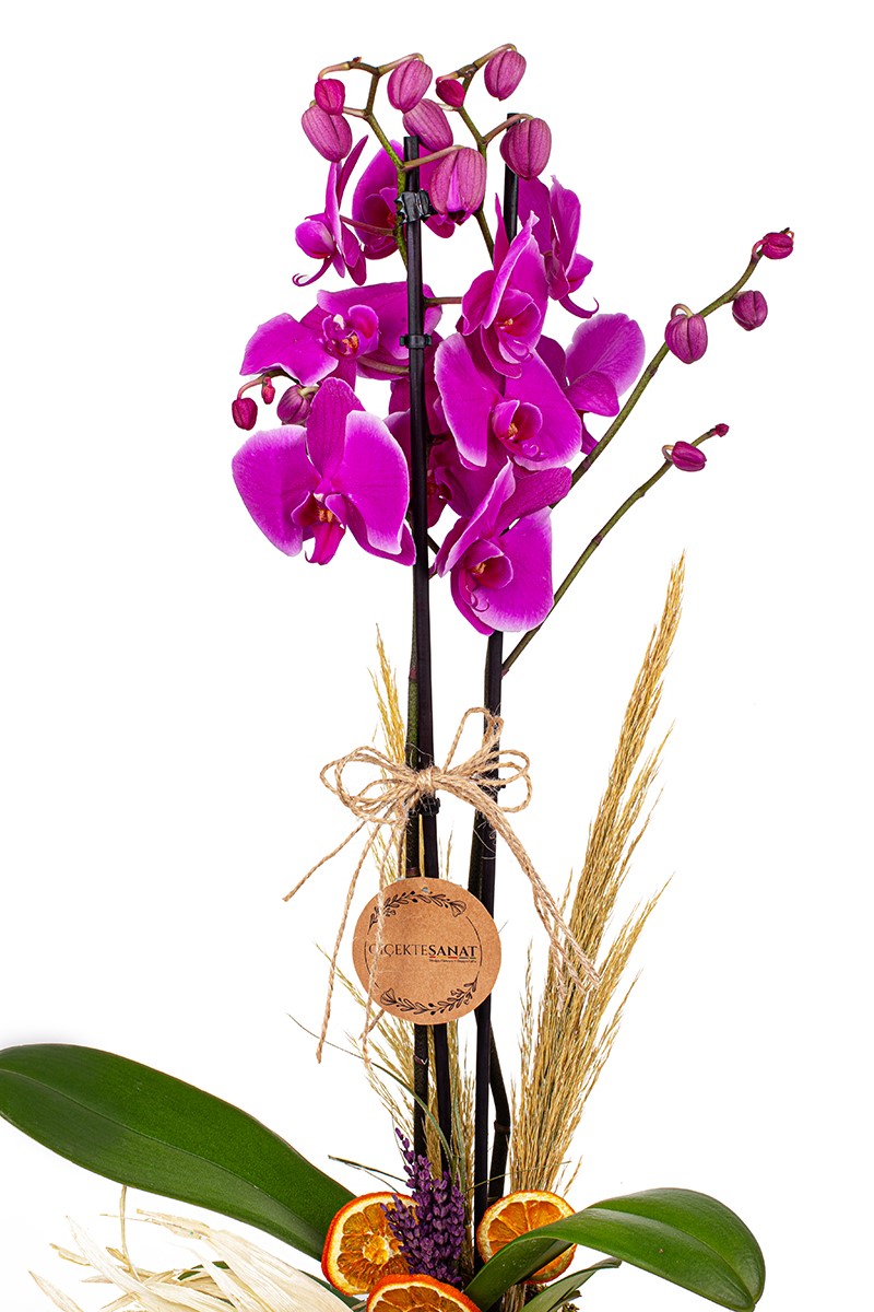 Purple Smile Orkide - 2