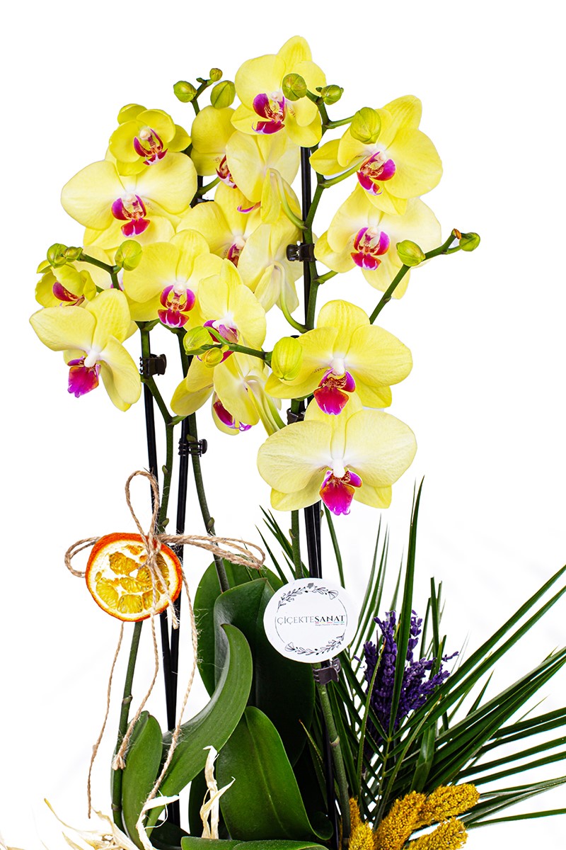 Four Yellow Orkide Çiçeği - 2