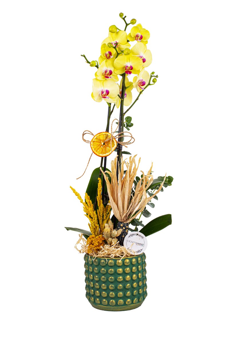 Bonbon Yellow Orkide - 1