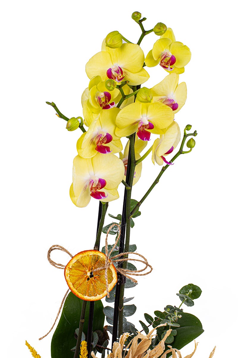 Bonbon Yellow Orkide - 2