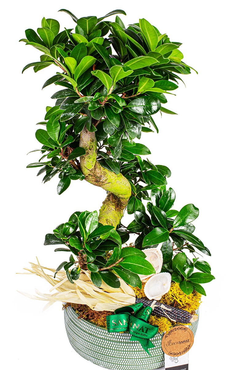 Ficus Bonsai Ağacı S Gövde - 2
