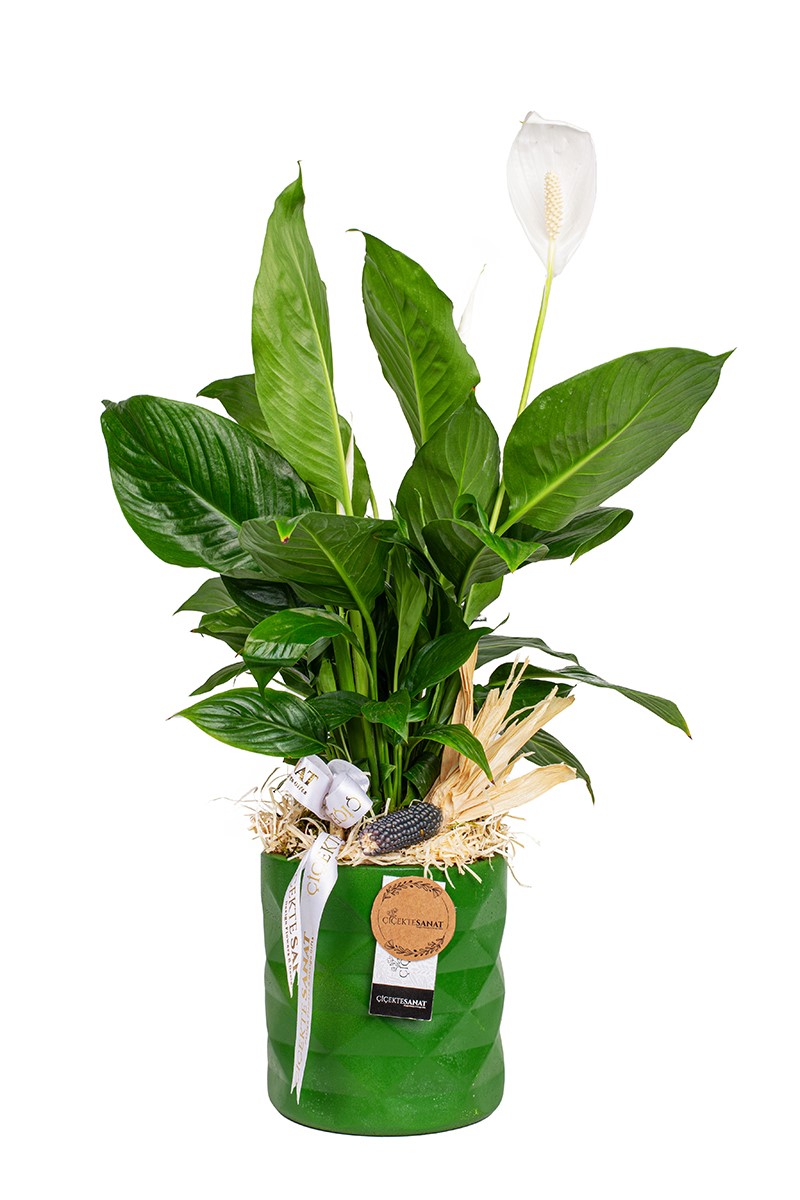 Barış Çiçeği Spatifilyum Yeşil Seramik Saksı - 1