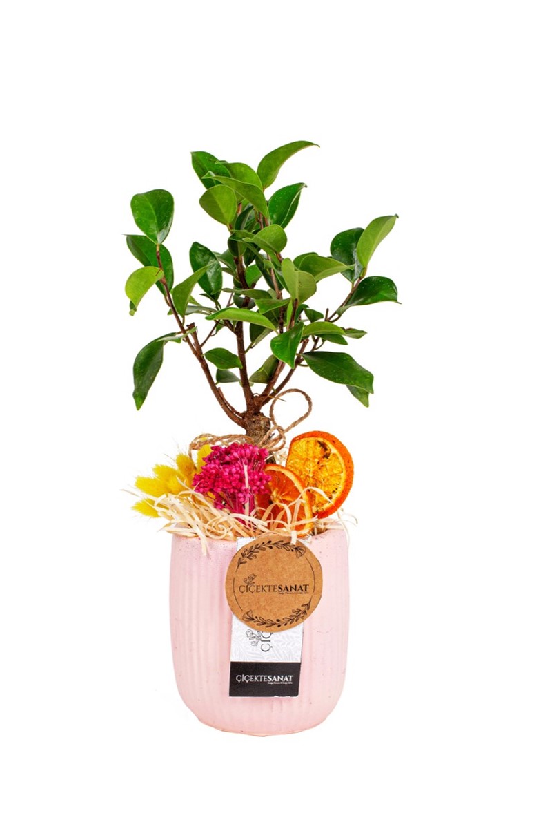 Pink Design Bonsai Çiçeği