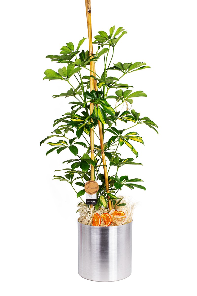 Schefflera Şeflera Çiçeği - Metal Saksı - 1