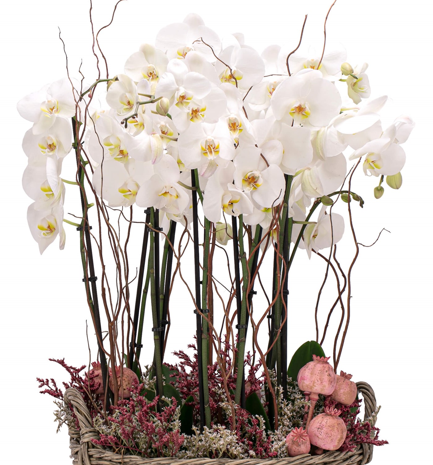 Athena Serisi Magnificent Beyaz Orkide Tasarım - 2