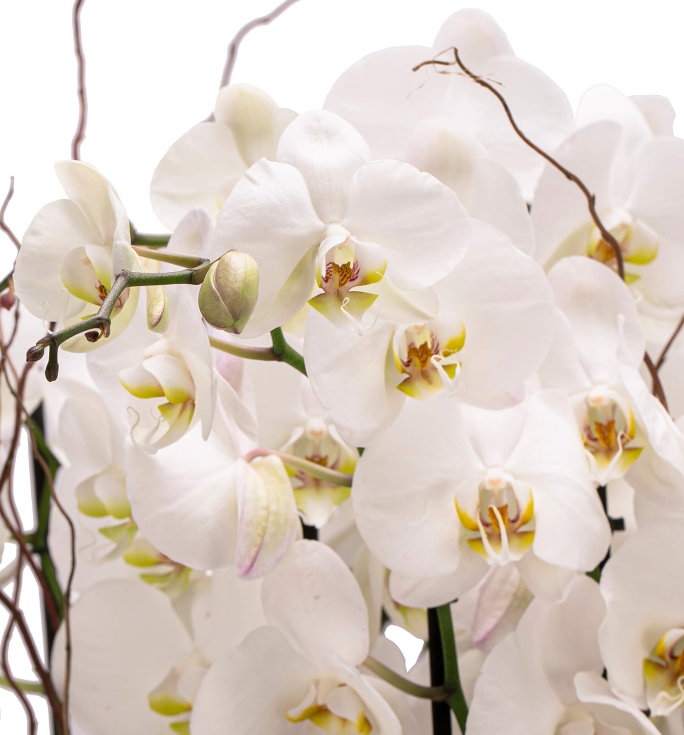 Athena Serisi Magnificent Beyaz Orkide Tasarım - 4