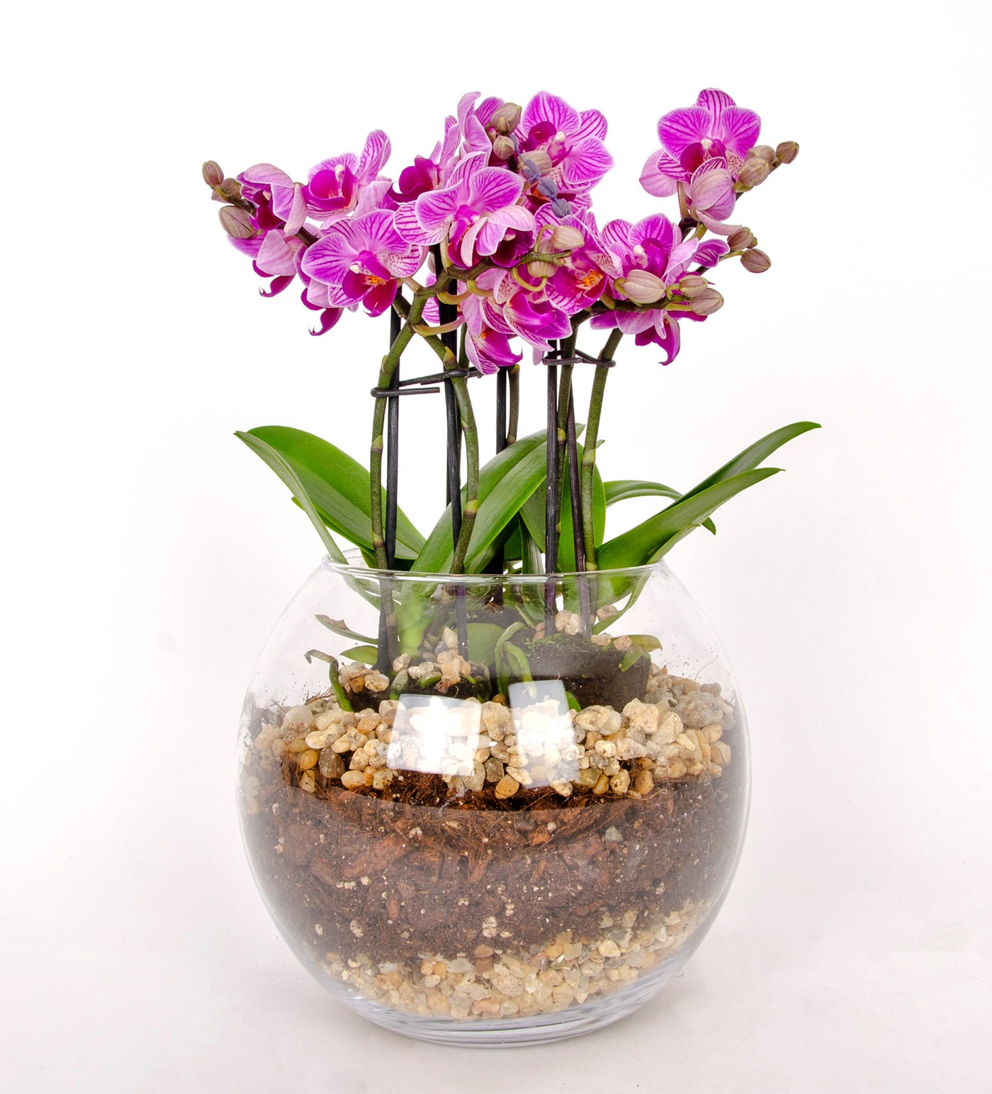 6 Dallı Pembe Orkide Tasarım - 1