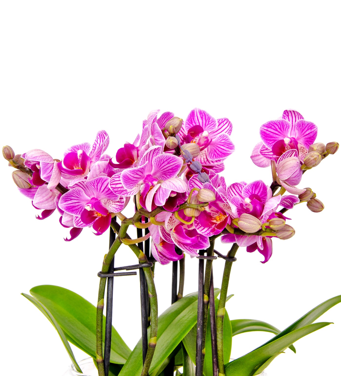 6 Dallı Pembe Orkide Tasarım - 2