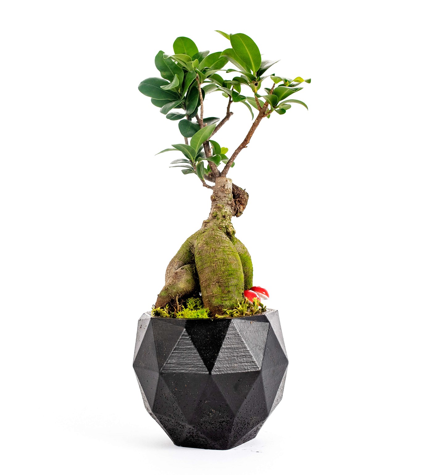 Geometrik Saksıda Ficus Ginseng Bonsai Tasarım - Black - 1