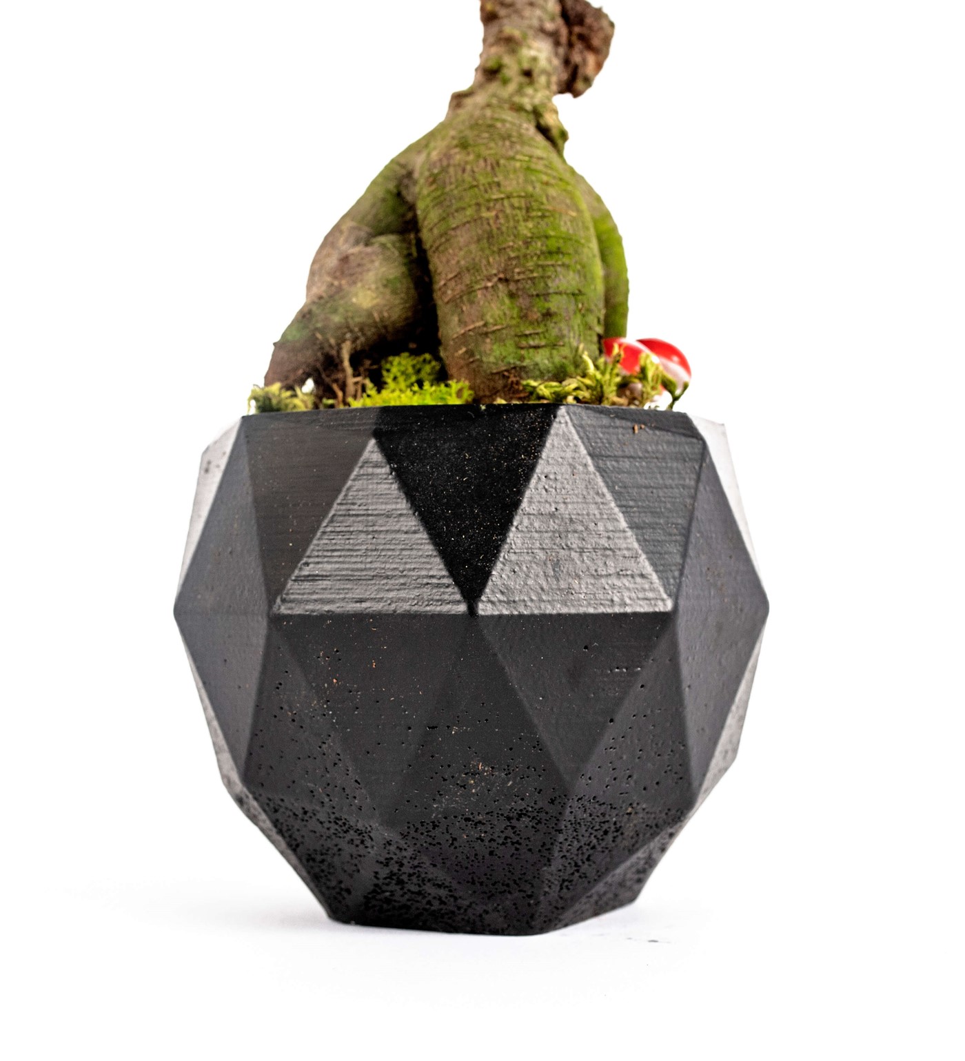 Geometrik Saksıda Ficus Ginseng Bonsai Tasarım - Black - 3