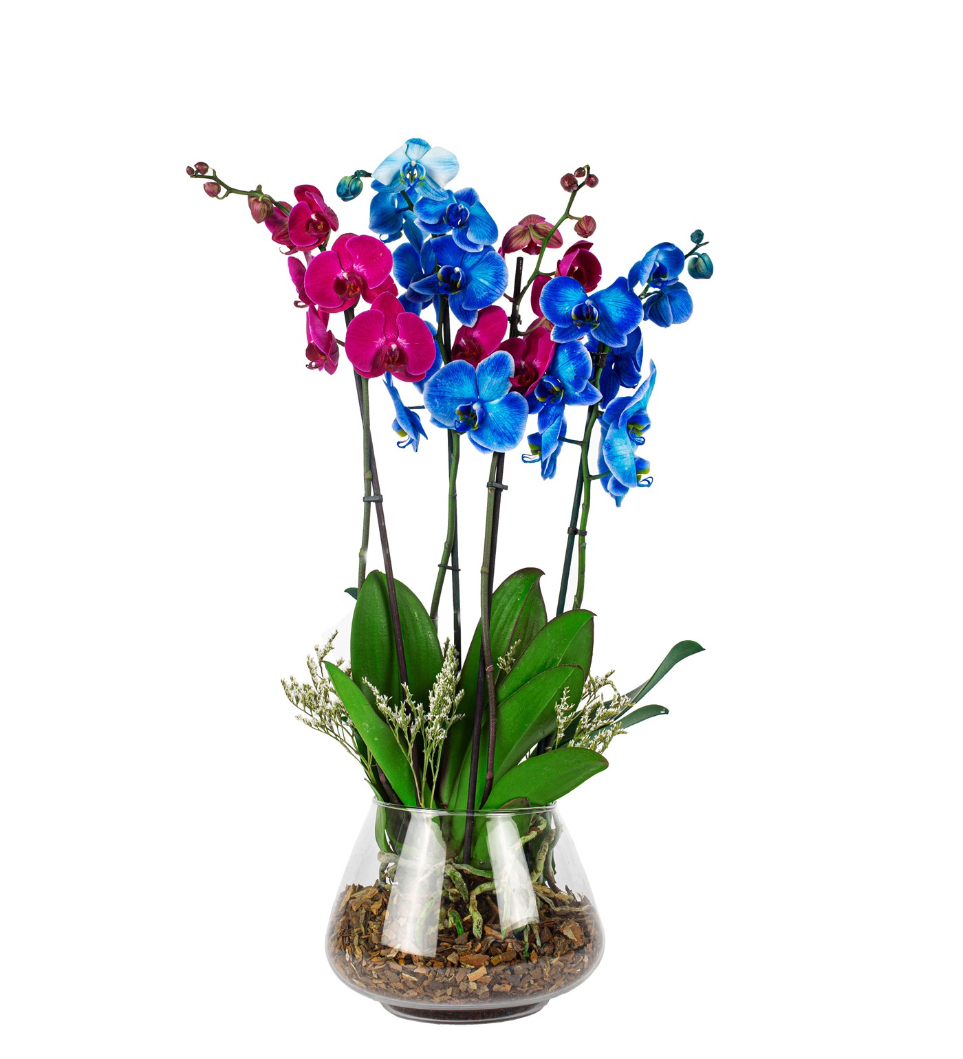 Achernar Mavi-Pembe Orkide Tasarım - 1