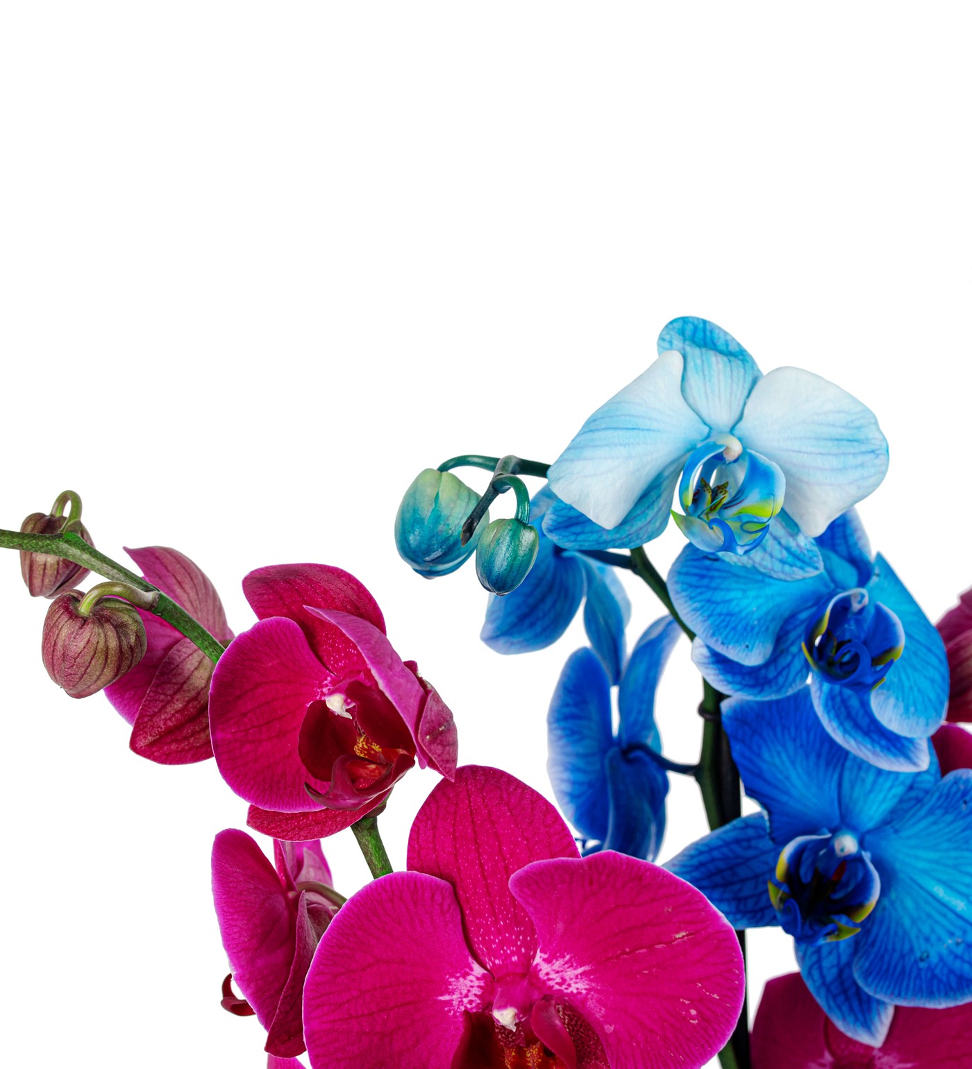 Achernar Mavi-Pembe Orkide Tasarım - 3
