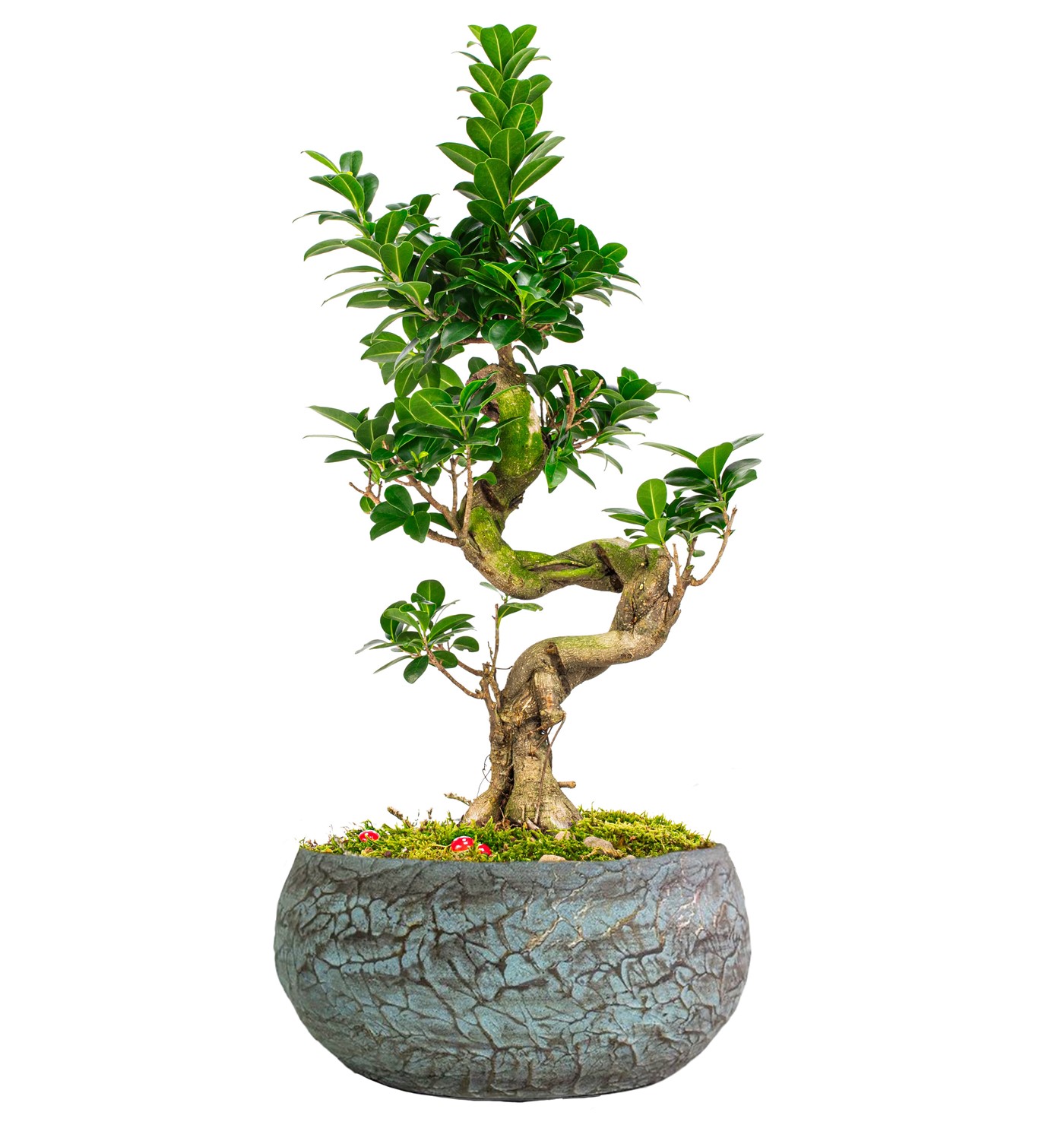 Magnificent Saksıda S Gövde Ficus Ginseng Bonsai Tasarım - 2