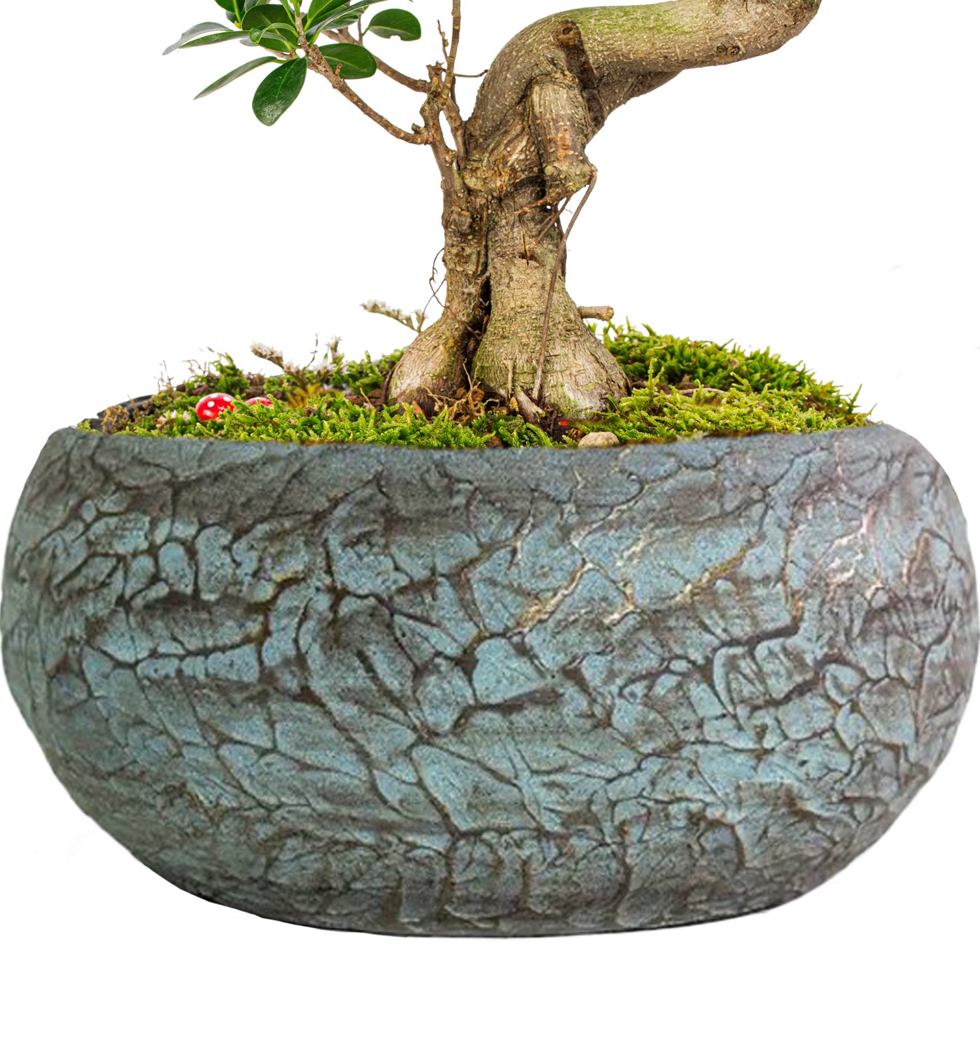 Magnificent Saksıda S Gövde Ficus Ginseng Bonsai Tasarım - 3