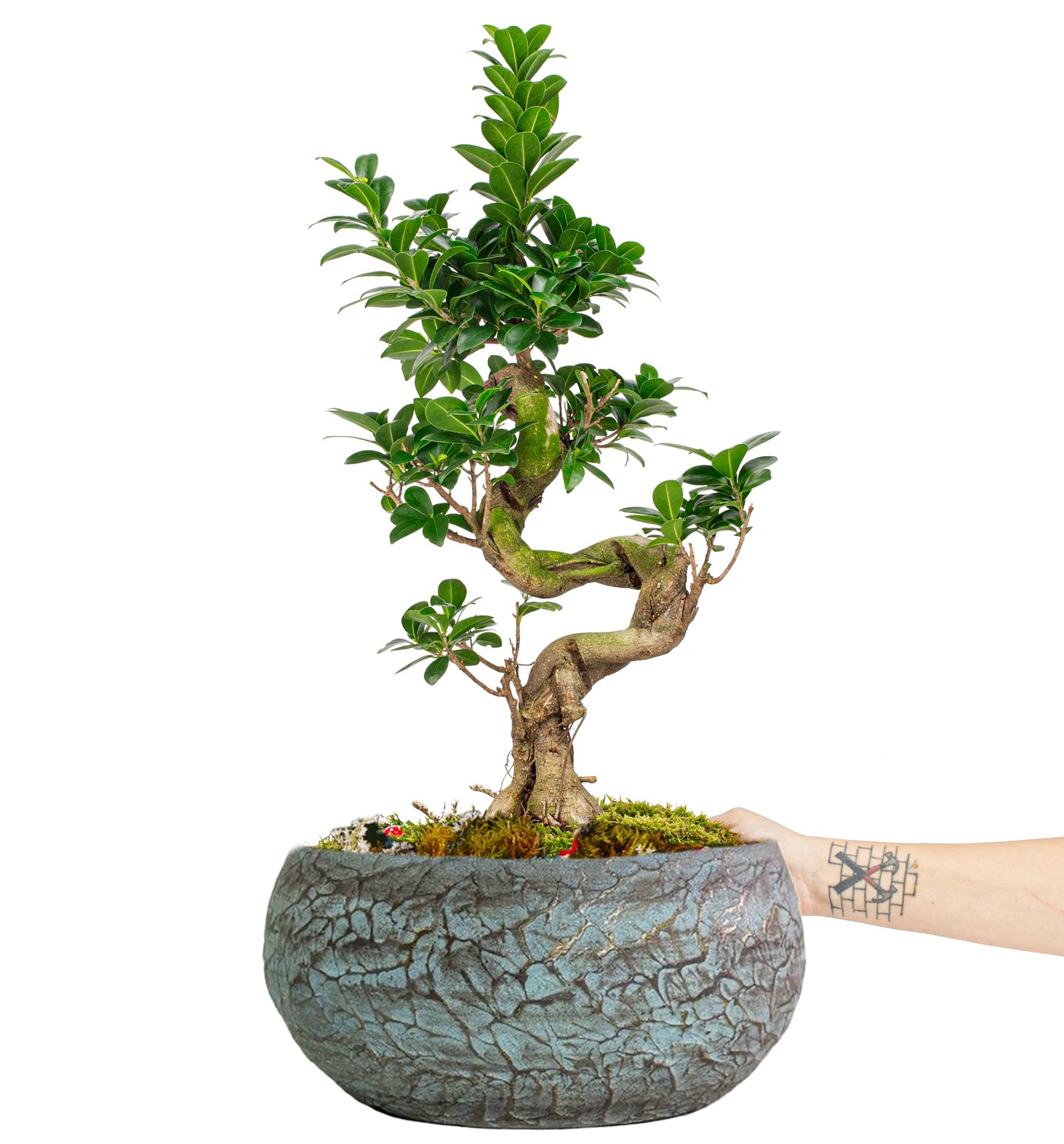 Magnificent Saksıda S Gövde Ficus Ginseng Bonsai Tasarım - 1