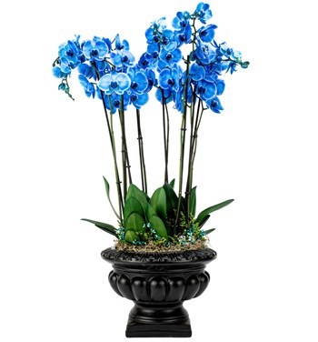 Barok Serisi Mavi Orkide Tasarım - 1