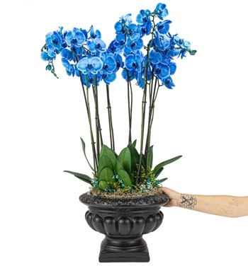 Barok Serisi Mavi Orkide Tasarım - 2