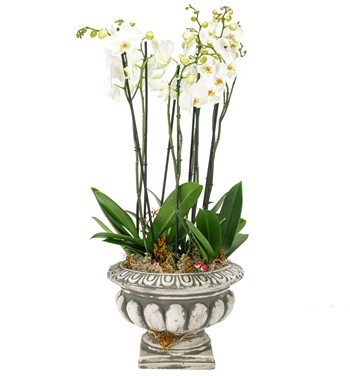 Barok Serisi Beyaz Orkide Tasarım - 1
