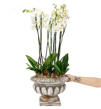 Barok Serisi Beyaz Orkide Tasarım - 2