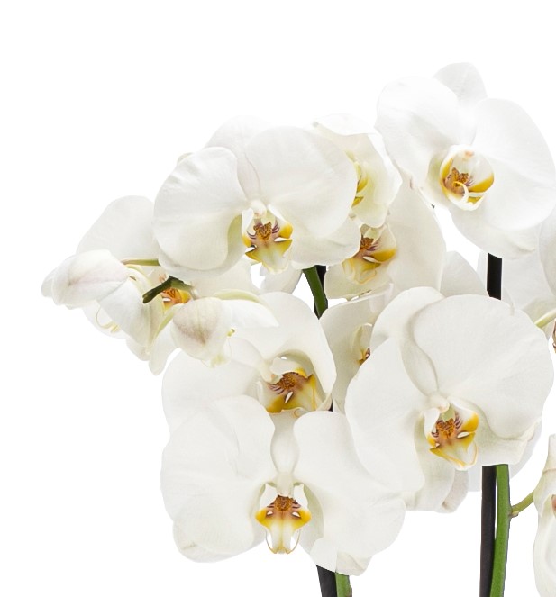 Caravaggio Serisi Premium İthal Çift Dal Beyaz Orkide Tasarım - Sarı Kalpler - 2